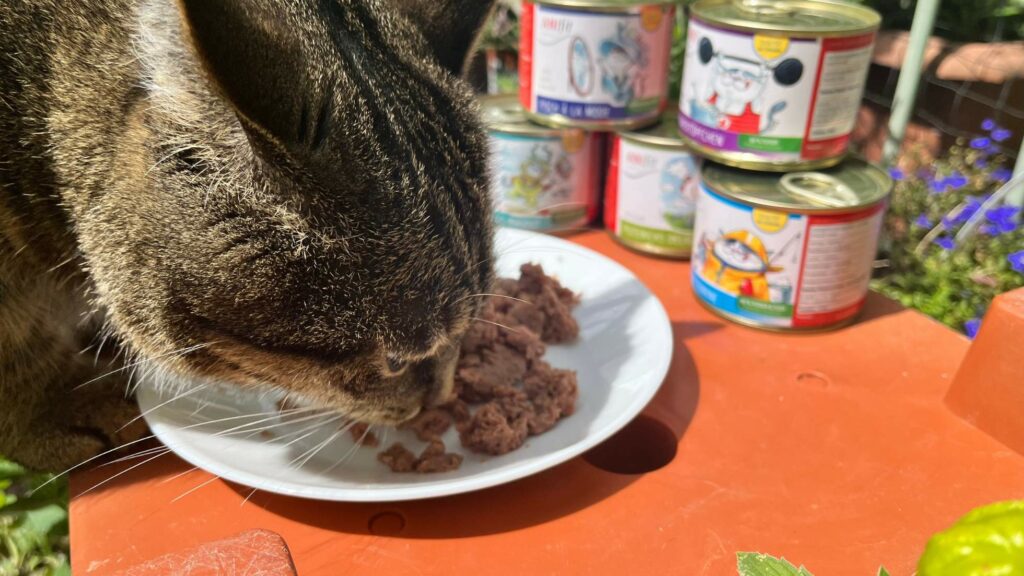 Anifit Katzenfutter: So vertragen unsere Katzen das Essen!