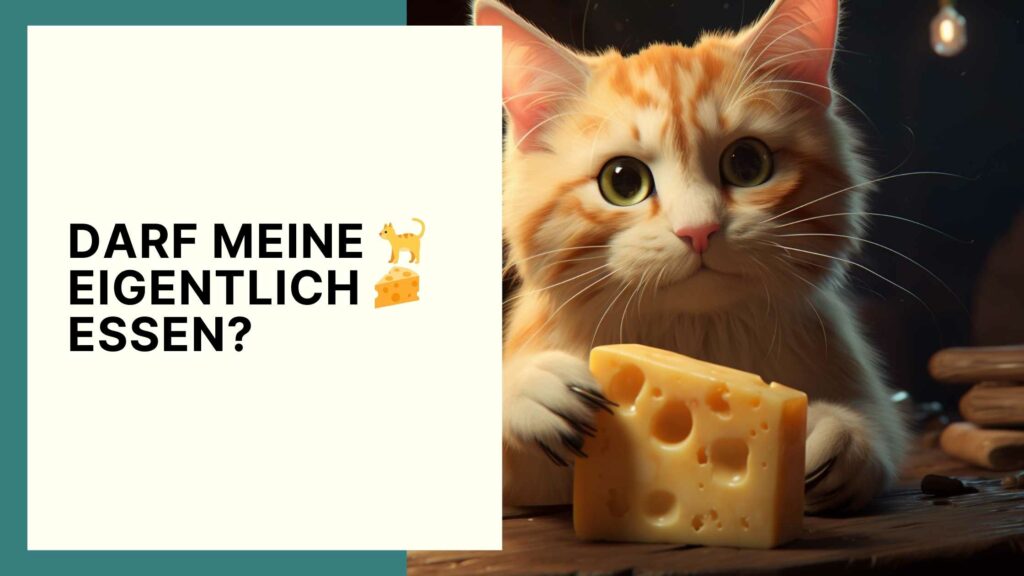 Dürfen Katzen Käse essen? Das müssen Sie als Besitzer wissen!