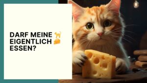 Dürfen Katzen Käse essen? Das müssen Sie als Besitzer wissen!