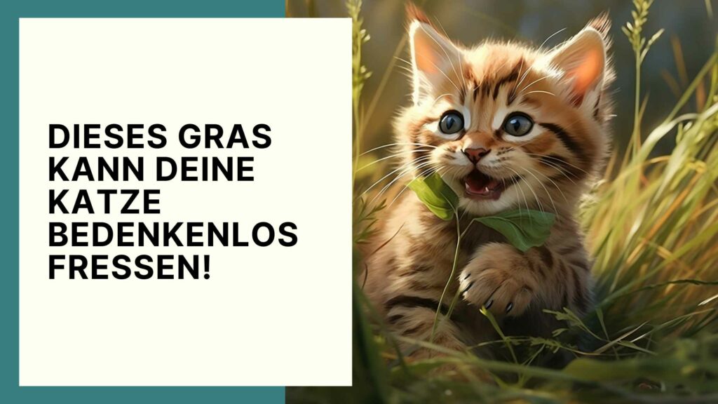 Diese Grassorten können deine Katzen problemlos essen!
