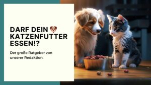 Darf mein Hund Katzenfutter essen?! Das musst du wissen!