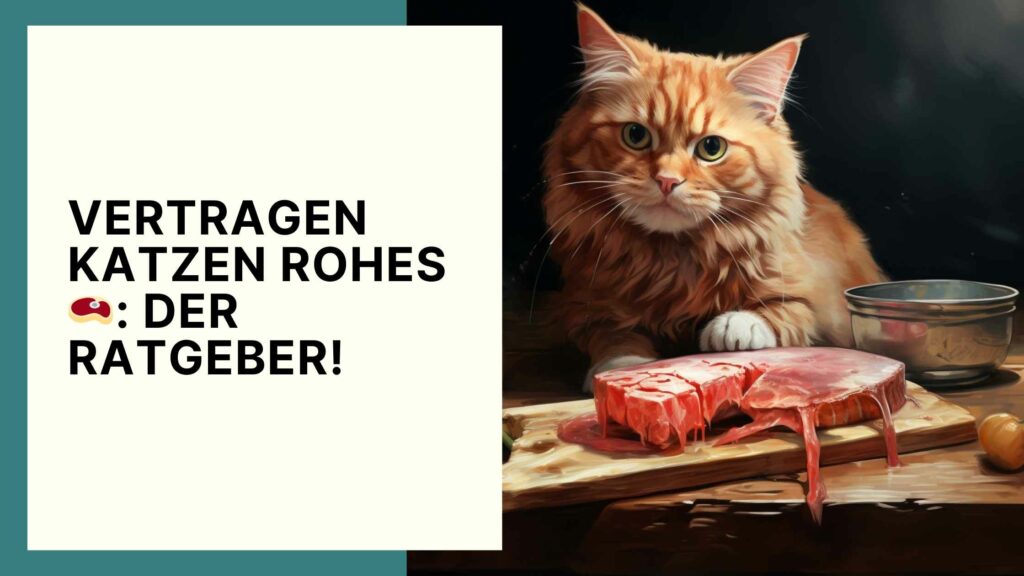 Vertragen Katzen rohes Fleisch? Das musst du als Besitzer*in wissen!