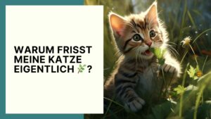 Das bedeutet es, wenn deine Katze Gras frisst!