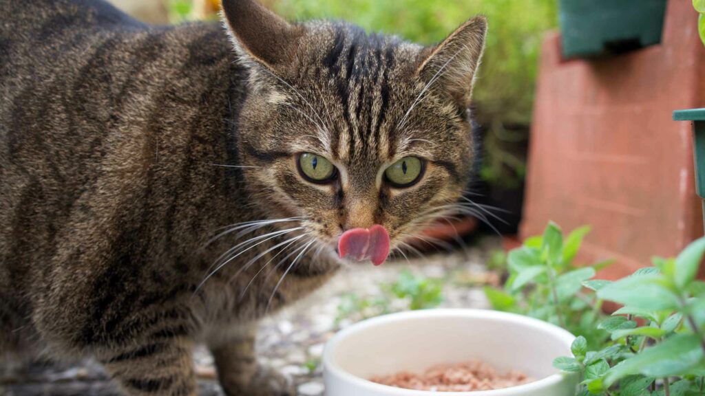 Das Animonda Carny Katzenfutter soll eine artgerechte Ernährung der Samtpfoten unterstützen.